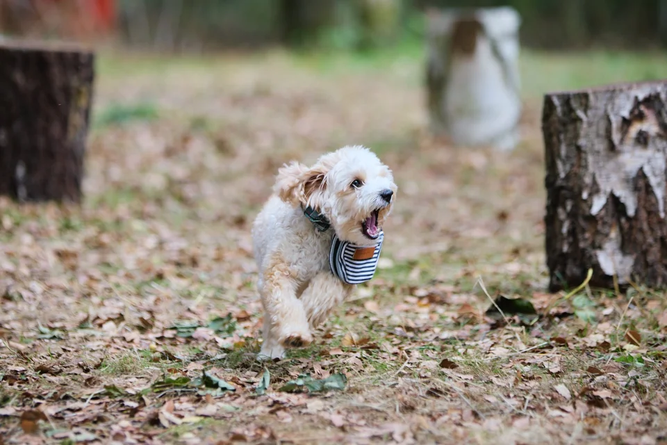 A dog joining the woodland wedding